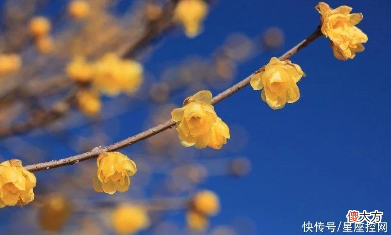 【星座控】属狗人和什么生肖的人领结婚证，半生不吵架，还越来越有钱