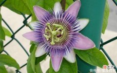 【十二星座】生肖蛇从今年几月开始，小龙变真龙，半点不缺钱，福禄满屋