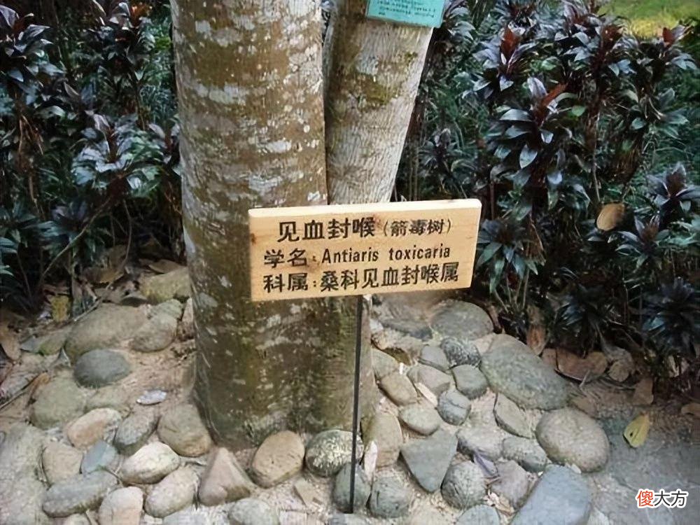 【时尚一点】西双版纳有一种“谜”样的树皮衣，可是想做一件衣服，却挺不容易