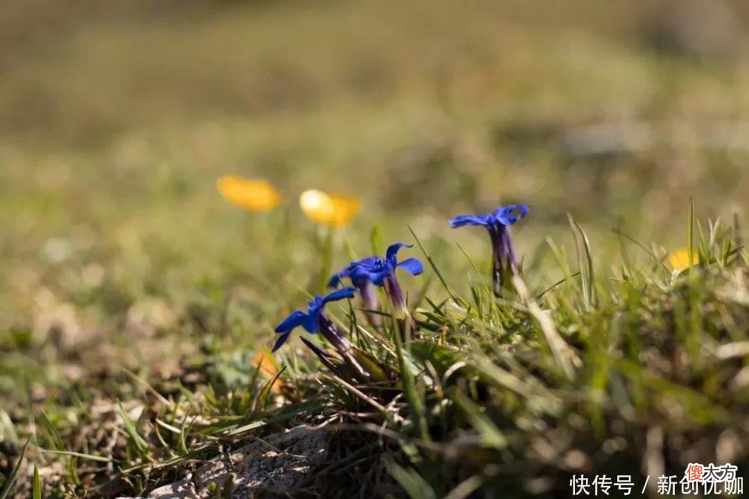 【十二星座】2022年，否极泰来，姻缘光明，放下前任，爱情喜获新欢的三个生肖