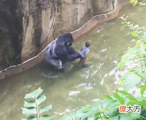 三岁男孩掉进猩猩园，惊动猩猩后，接下来这幕令人心惊胆战！