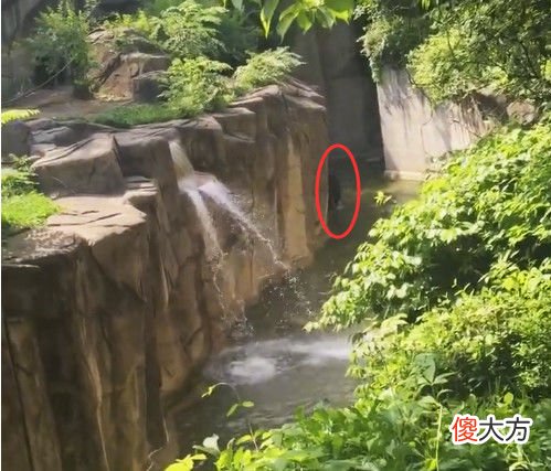 三岁男孩掉进猩猩园，惊动猩猩后，接下来这幕令人心惊胆战！