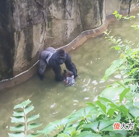 三岁男孩掉进猩猩园，惊动猩猩后，接下来这幕令人心惊胆战！