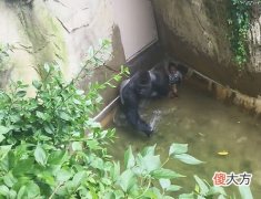 三岁男孩掉进猩猩园，惊动猩猩后，接下来这幕令人心惊胆战！