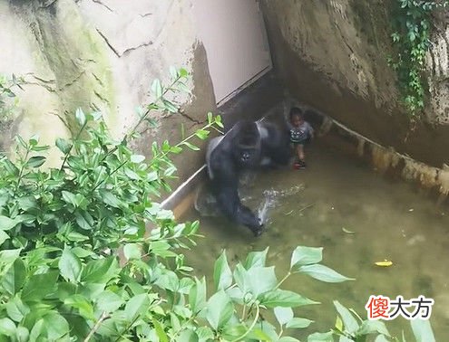 三岁男孩掉进猩猩园，惊动猩猩后，接下来这幕令人心惊胆战！