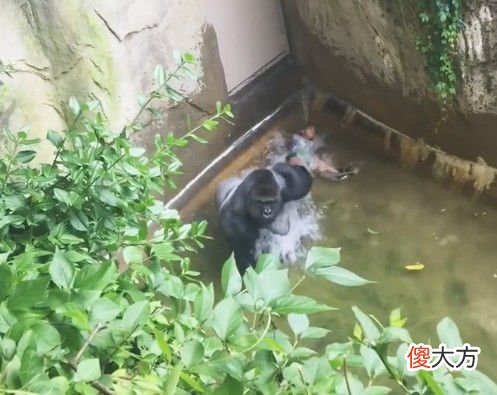 三岁男孩掉进猩猩园，惊动猩猩后，接下来这幕令人心惊胆战！