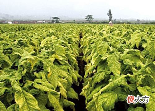 【爱历史】慈禧太后的水烟袋中藏着三个大秘密，大清不亡简直就没有天理！