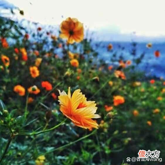 【爱历史】《知否》：王氏的低情商，注定她会出力不讨好