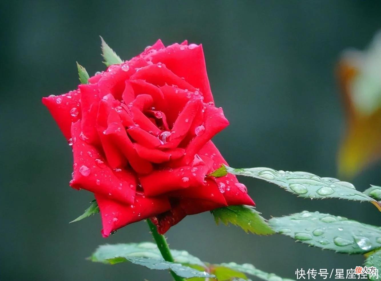 【星座控】生肖猪出生在啥月，是受宠的命运，到哪都受欢迎，钱多烦心少