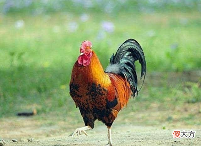 【历史故事】崇祯末年，突然出现一只40斤大公鸡，道士见后落泪：大明亡矣