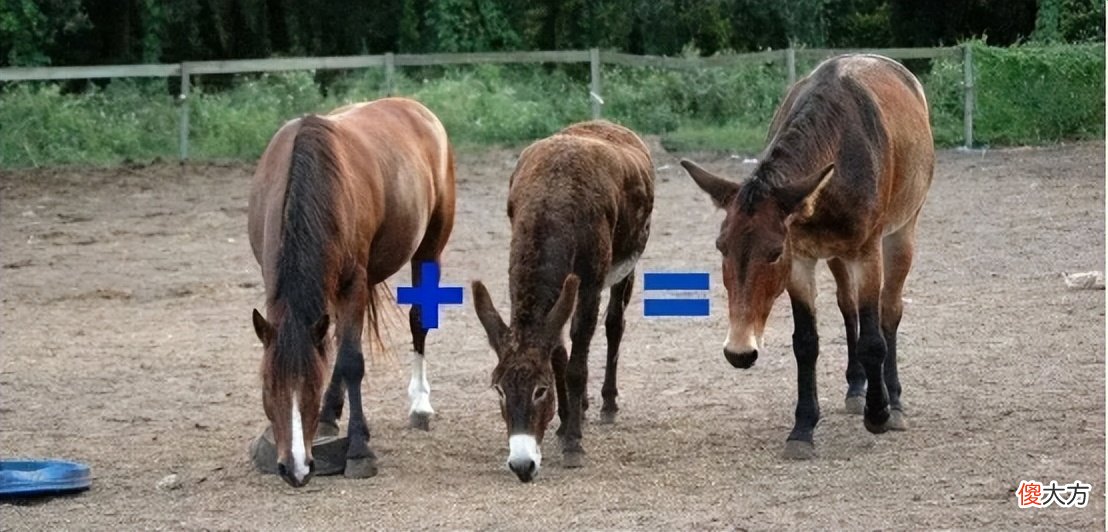 【爱历史】老话说“马肉臭，驴肉香，饿死不吃骡子肉”，骡子肉真不能吃吗？