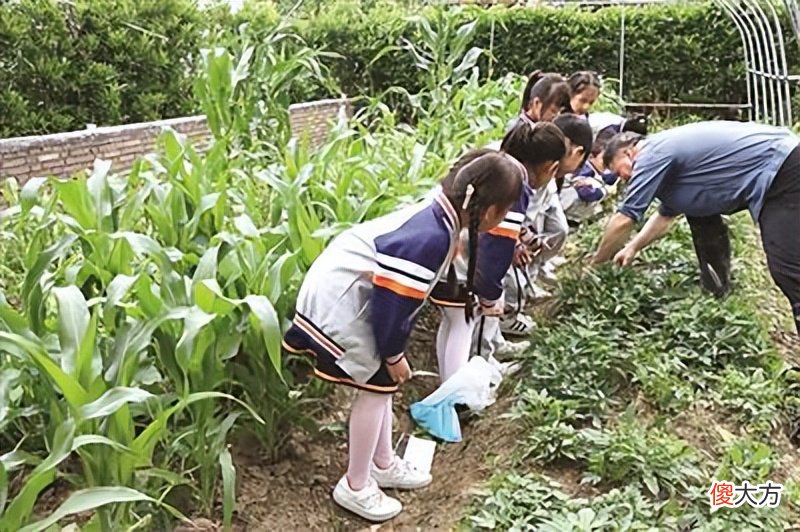 教育部：今年9月起每个中小学生要学做饭种菜修家电，家长你怎么看