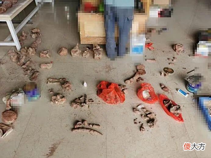 【游戏迷】现实里的恐龙发掘，和模拟器游戏有什么区别？