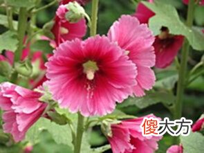 【历史故事】一个人最了不起的能力:知而不言