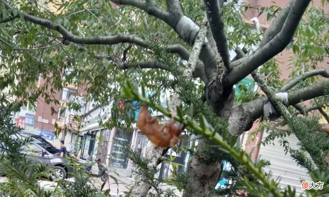 蝉，夏天叫的最欢，蝉蜕确是咱老百姓治疗声音嘶哑、小儿夜啼、视力模糊、破伤风的单方