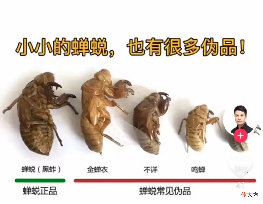 蝉，夏天叫的最欢，蝉蜕确是咱老百姓治疗声音嘶哑、小儿夜啼、视力模糊、破伤风的单方