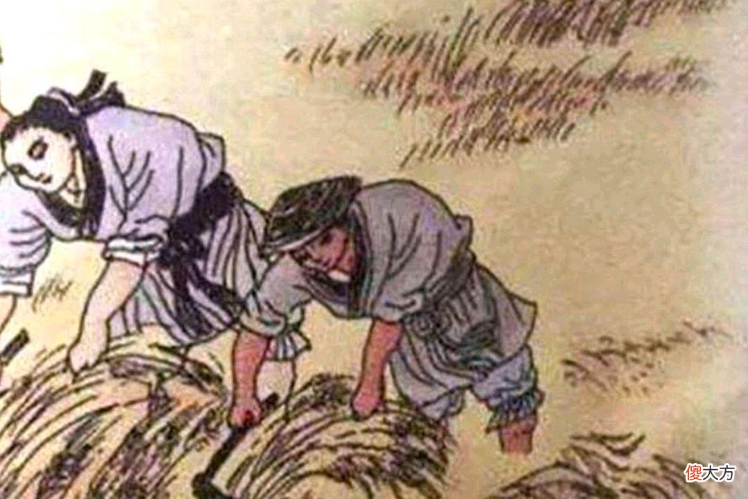 【爱历史】五月割麦，白居易写了一首诗，重点把握四个问题