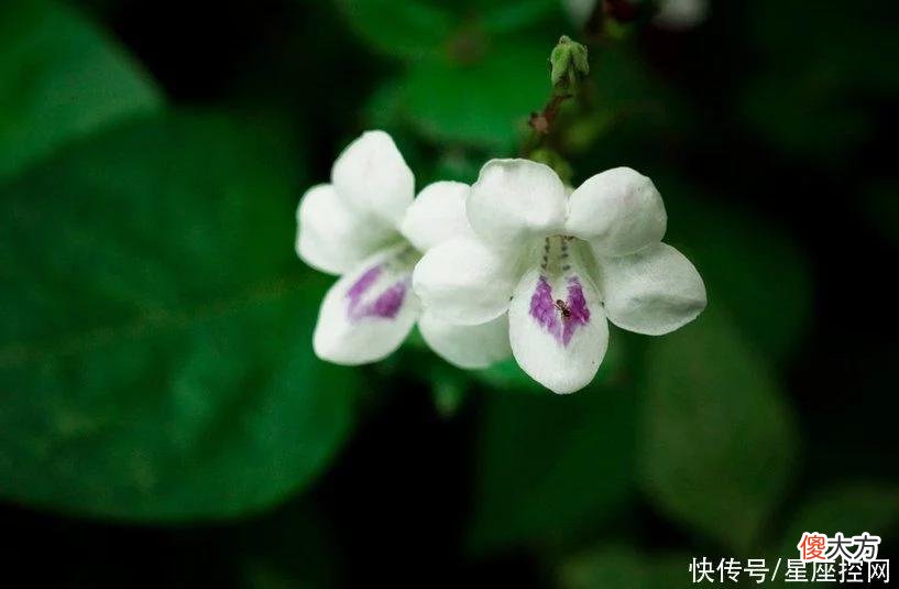 【十二星座】出生在哪3个月的生肖猴，今年夏天运势好，收入高，还有人爱
