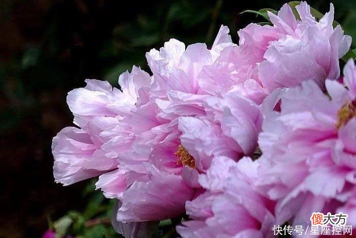 【十二星座】出生在哪3个月的生肖猴，今年夏天运势好，收入高，还有人爱