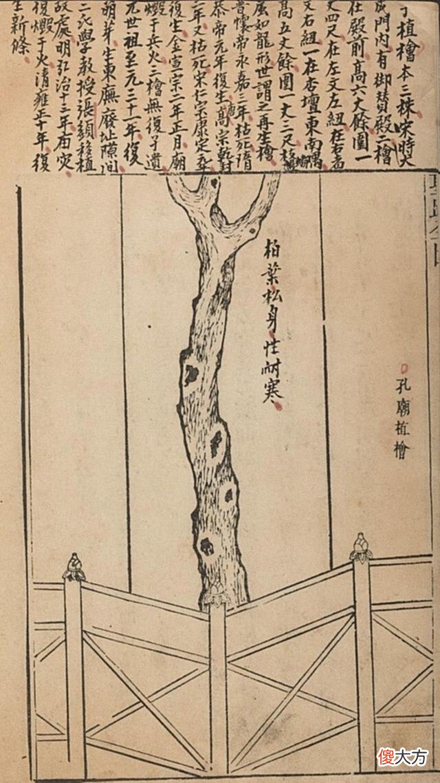 【历史故事】古代的“楷模”是指两种树，楷树是黄连素，模树是不是早就绝迹了