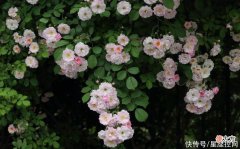 【星座控】属牛人和什么生肖结婚，婚后不做老黄牛，享福又受宠，多子多福