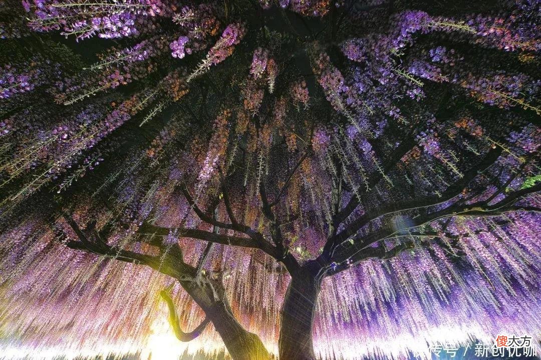 【十二星座】六月，红鸾星动，爱情柳暗花明，将邂逅真爱，不离不弃的三个生肖