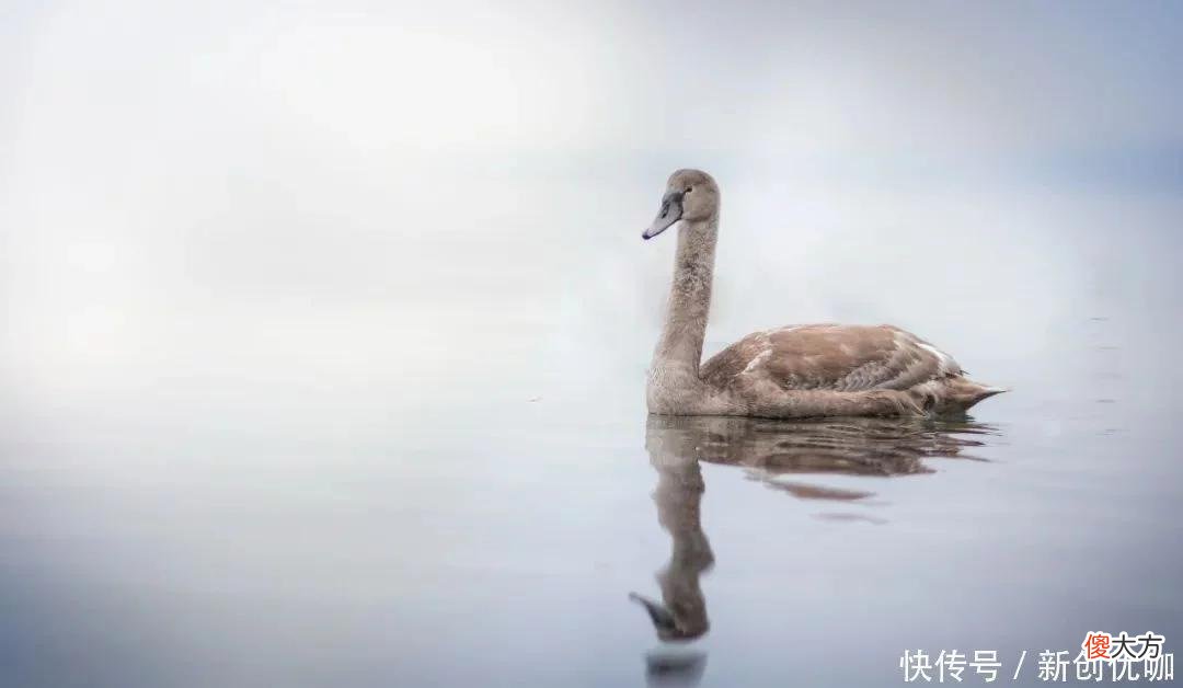 【十二星座】明年，久旱逢甘霖，苦尽甘来，一顺百顺，无往不利的三个生肖