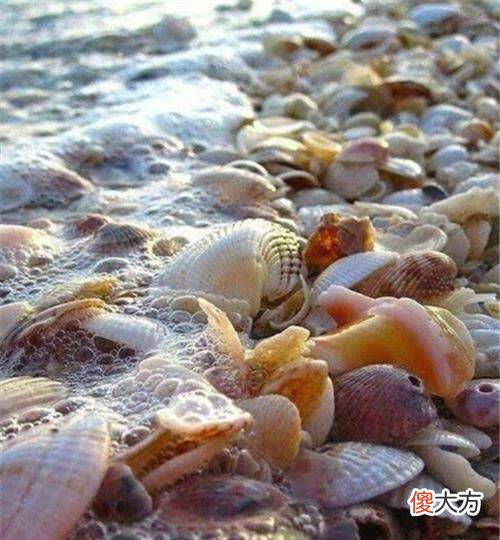 【爱历史】古代的贝壳为什么是货币？