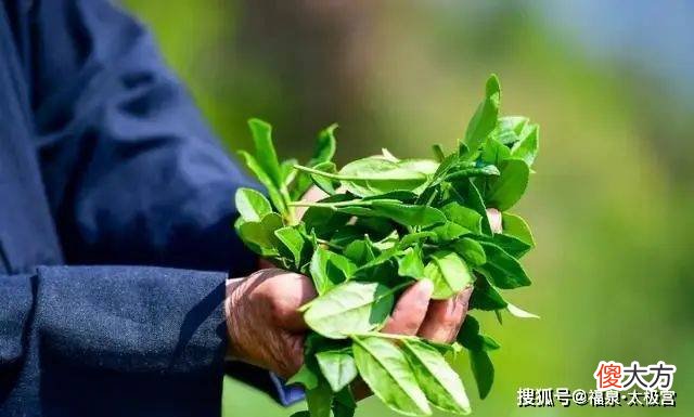 【历史故事】乾隆皇帝为什么喜欢喝茶？