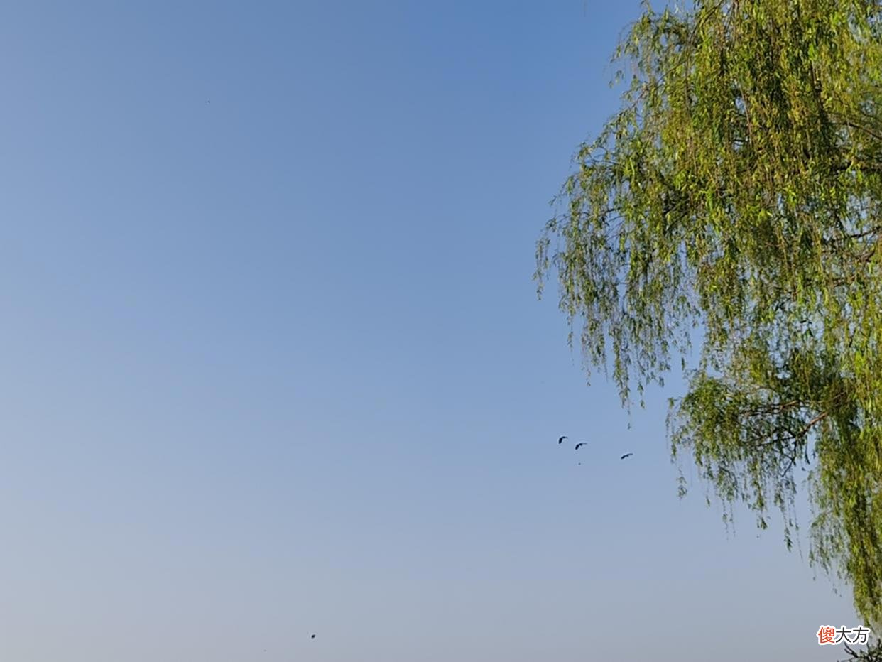 【爱历史】橙香热红茶，甜而不腻，有颜又好喝，暖心又暖胃