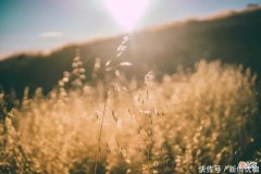 【十二星座】七天后，桃花运上涨，真爱傍身，将牵手良缘，不离不弃的三个生肖