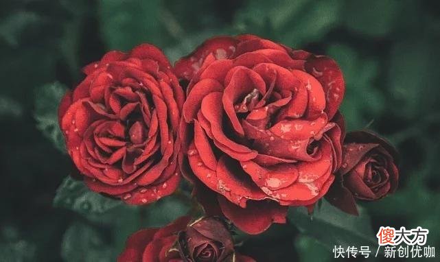【十二星座】六月，霉运退散，好运相随，三大生肖事事顺心，富贵吉祥