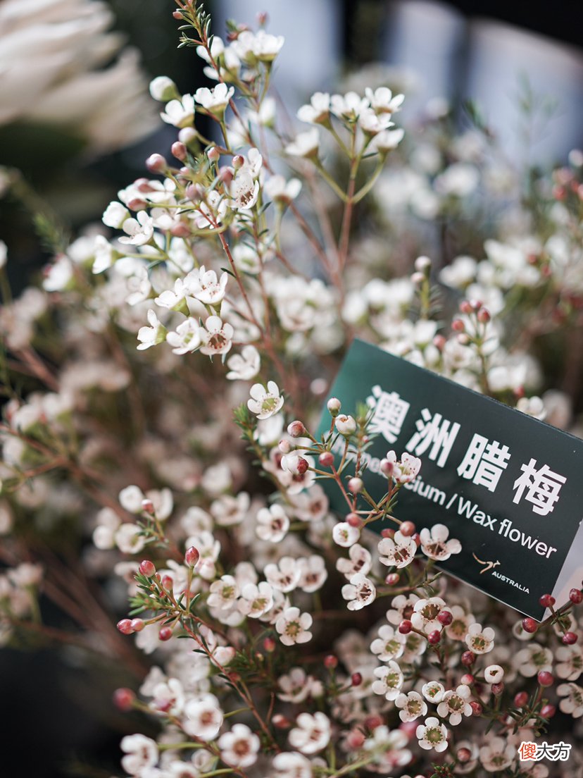 【就爱时尚】花有所期,记录那些浪漫的美好