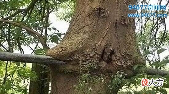 神奇的食人树吃人也就算了，还专挑漂亮女人下手，让人恨得牙痒痒