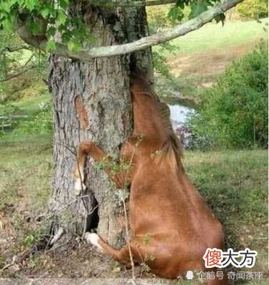 神奇的食人树吃人也就算了，还专挑漂亮女人下手，让人恨得牙痒痒