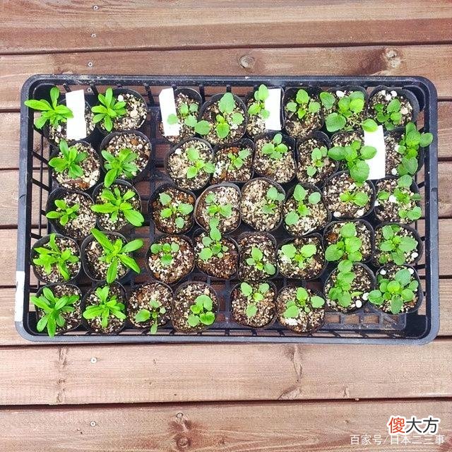 【就爱时尚】生活有诗意，这一份诗意不是藏在远方