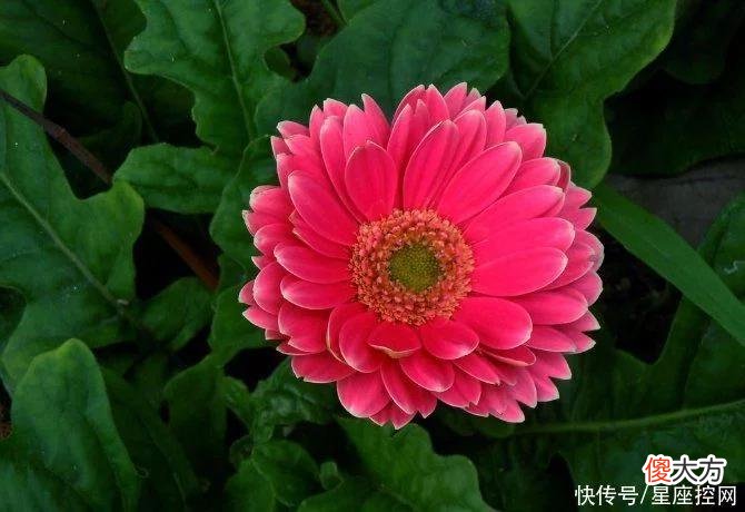 【星座控】生肖虎阴历五月哪方面运势好？钱财四方来，祥云在头顶