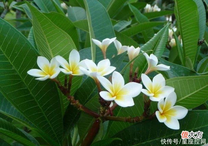 【星座控】生肖虎阴历五月哪方面运势好？钱财四方来，祥云在头顶