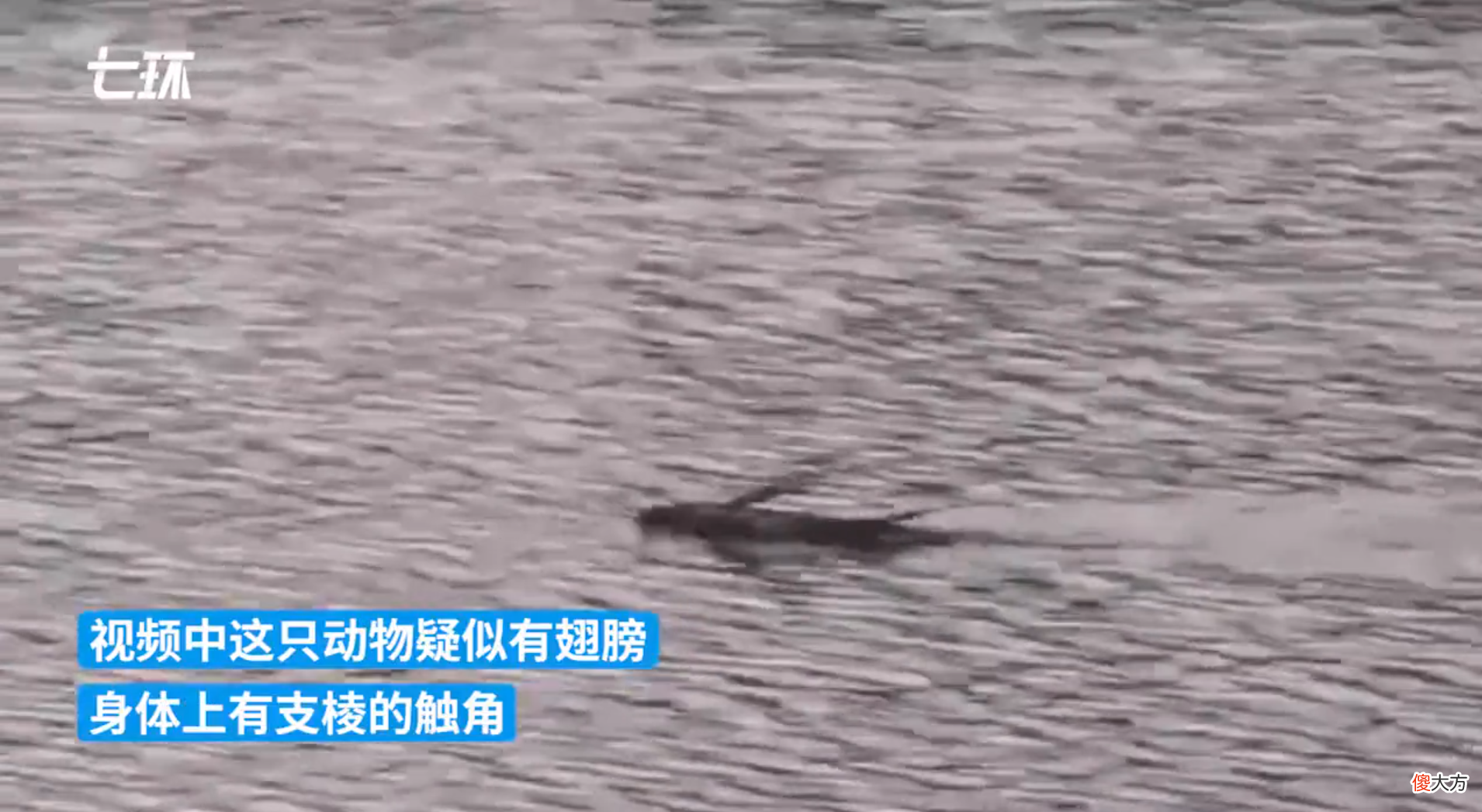 吉林一公园湖面出现“带翅膀水怪”！身上有支棱触角，到底是啥？