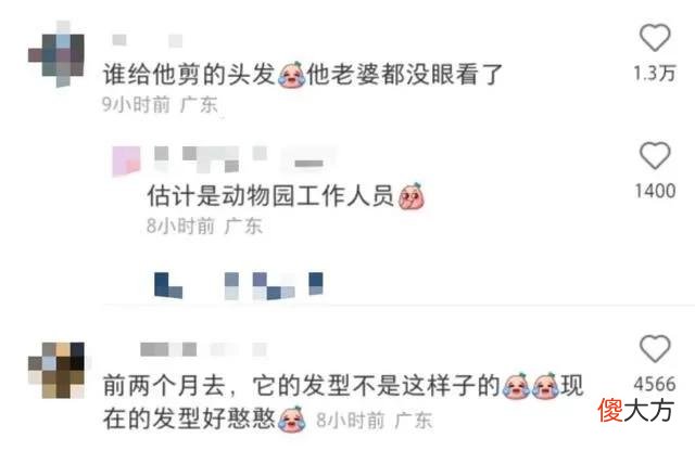 【就爱时尚】齐刘海狮子火上热搜，今天它又换了新发型……