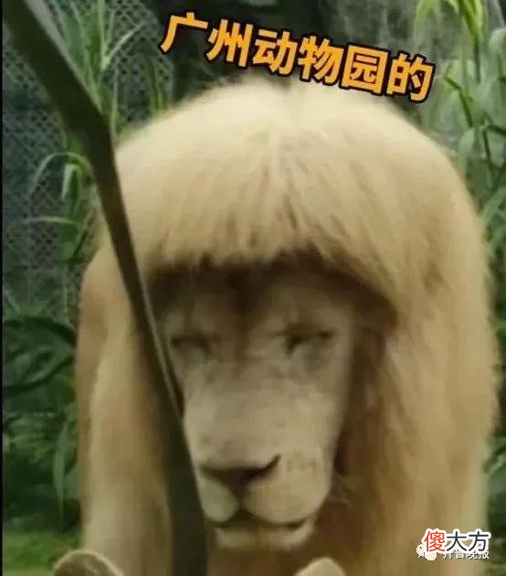 【就爱时尚】齐刘海狮子火上热搜，今天它又换了新发型……