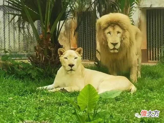 【就爱时尚】齐刘海狮子火上热搜，今天它又换了新发型……