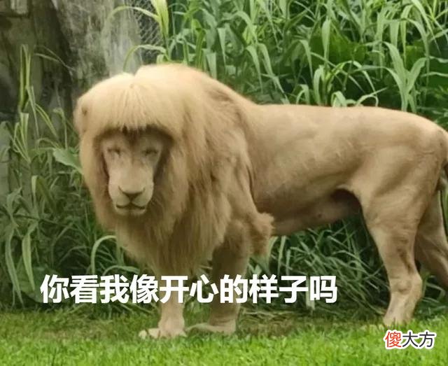 【就爱时尚】齐刘海狮子火上热搜，今天它又换了新发型……