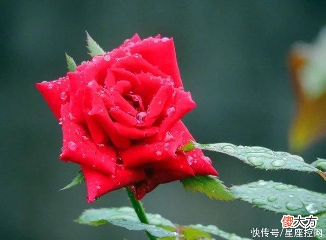 【十二星座】生肖猪能从啥生肖身上得到好运？进账多了，烦恼没了