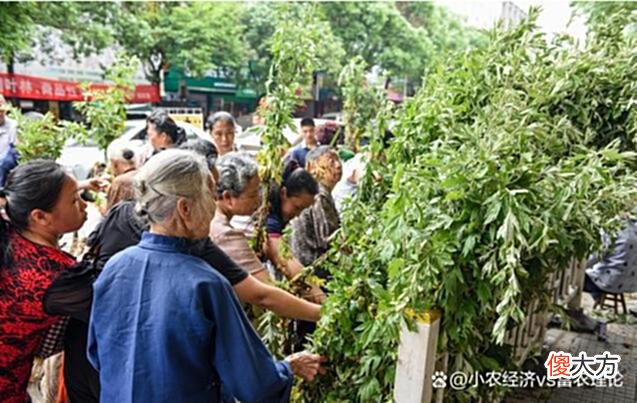 【历史故事】端午挂艾草，记住“3不挂”，单数还是双数？一定不要挂错了