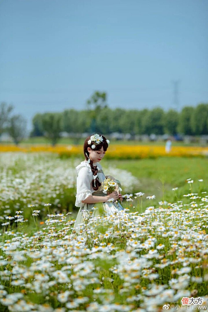 【游戏迷】Lolita:雏菊的花语是天真、和平、希望、纯洁的美