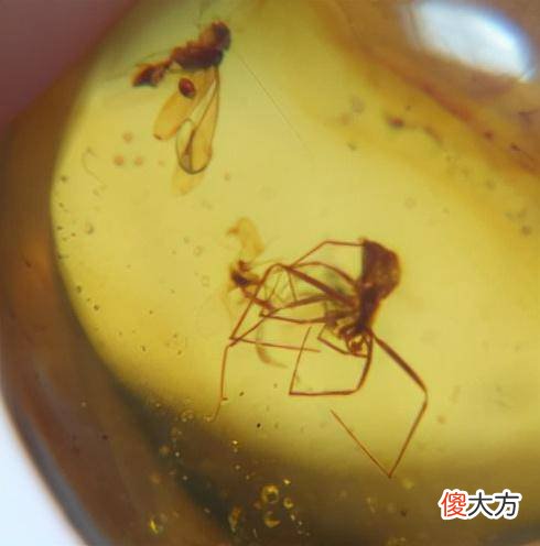 【爱历史】古人为什么不用琥珀来给尸体做防腐