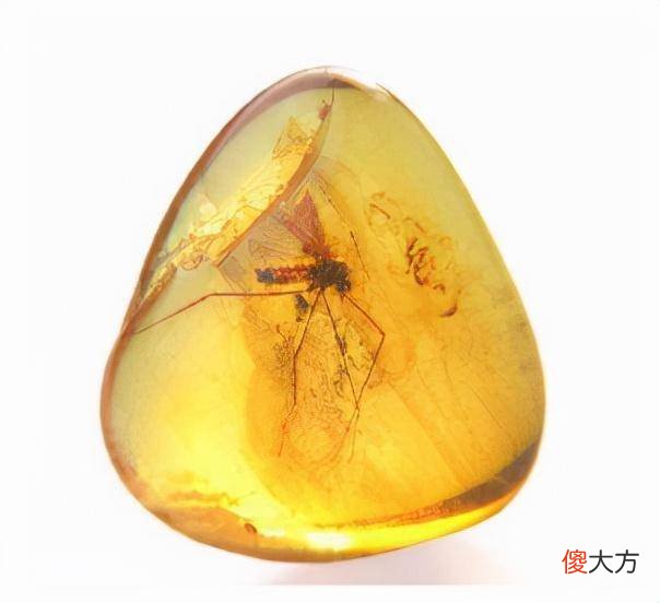 【爱历史】古人为什么不用琥珀来给尸体做防腐