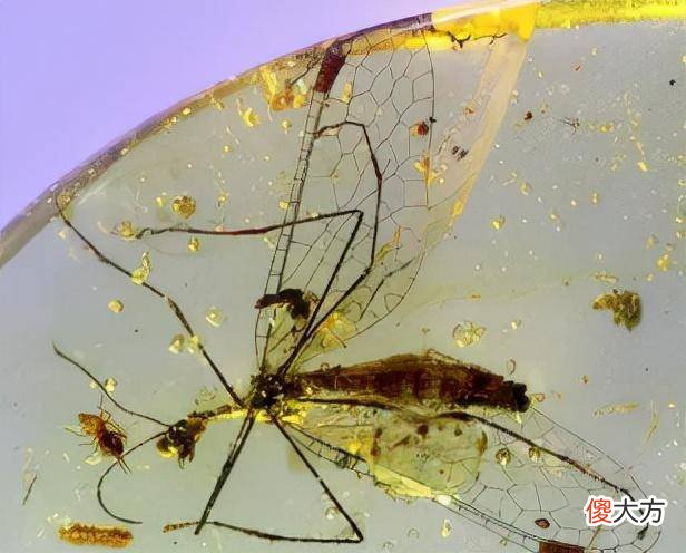 【爱历史】古人为什么不用琥珀来给尸体做防腐