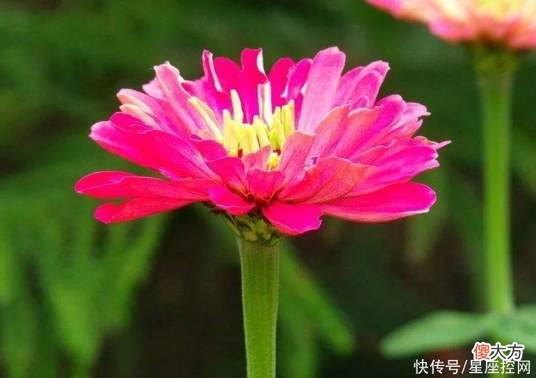 【十二星座】生肖狗今年下半年运势如何？不缺贵人，不见小人，钱多事少
